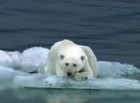 日产LEAF电动汽车创意广告-Polar Bear